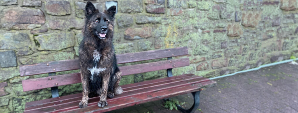 Balou sitzt mitten in der Stadt auf einer roten Parkbank vor einer Steinmauer