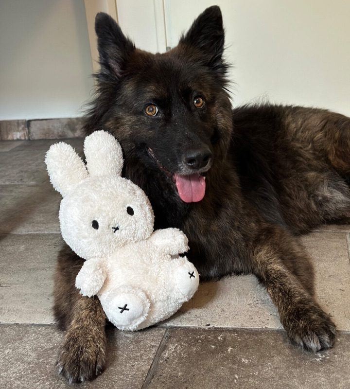 Balou liegt mit seinem weißen Plüschhasen auf dem Boden