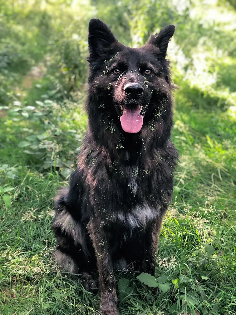 Balou sitzt entspannt und zufrieden im hohen Gras, die Zunge hängt heraus