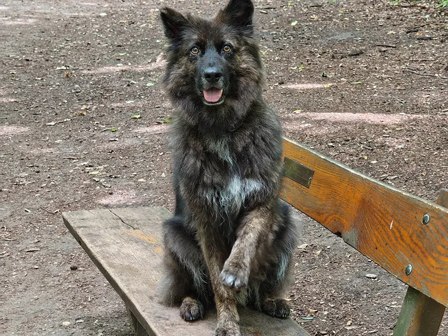 Darum gehe ich mit meinem Hund nicht mehr „spazieren“