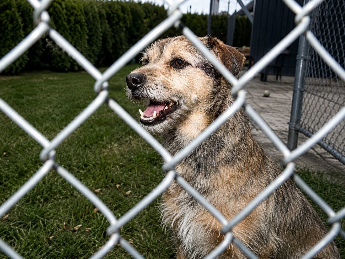 Terrier sitzt hinter einem Zaun